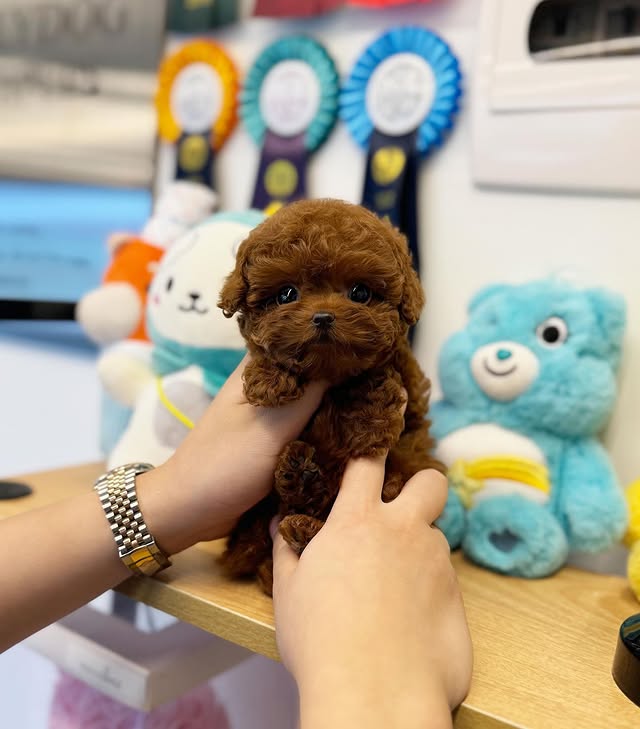 poodle 390