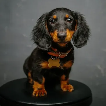 Dachshund Puppies for Adoption