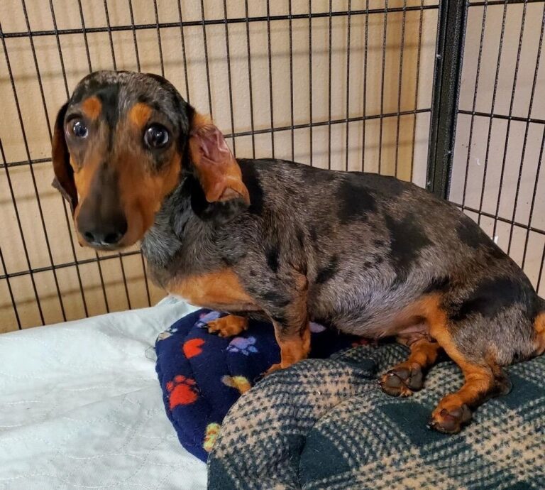 Dachshund Puppies for Adoption