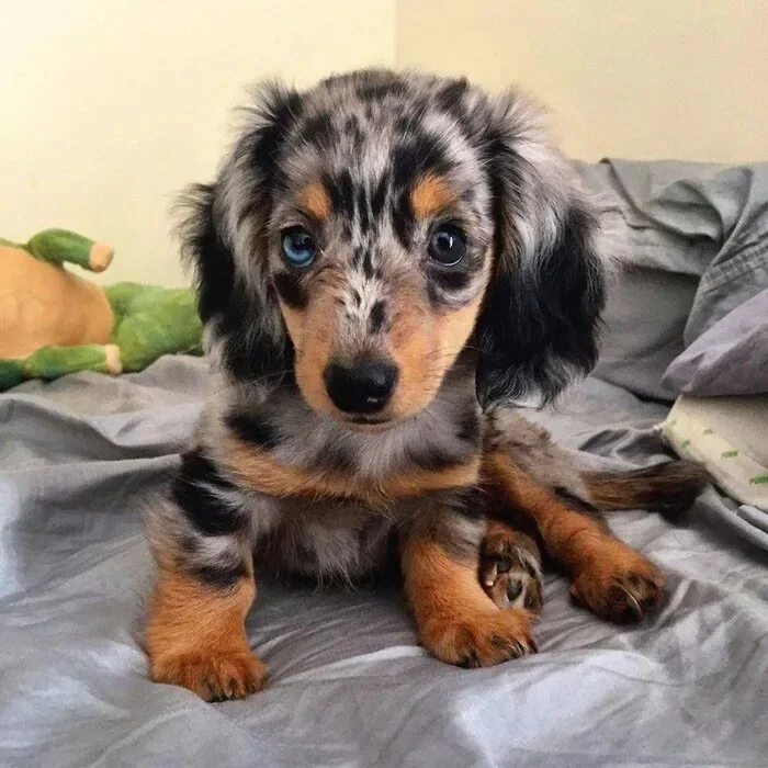 Dachshund Puppies for Adoption