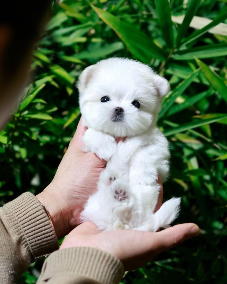 Shihtzu Puppy for adoption