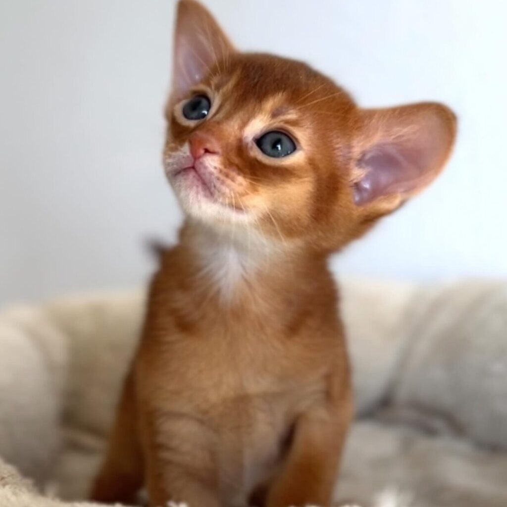 Abyssinian Kittens-for-sale-in-usa-today