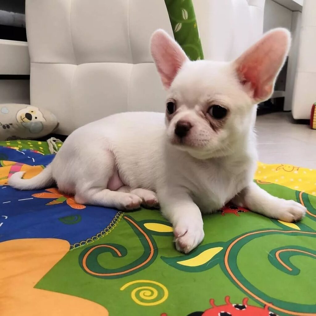 chihuahua-puppy-for-sale-in-usa