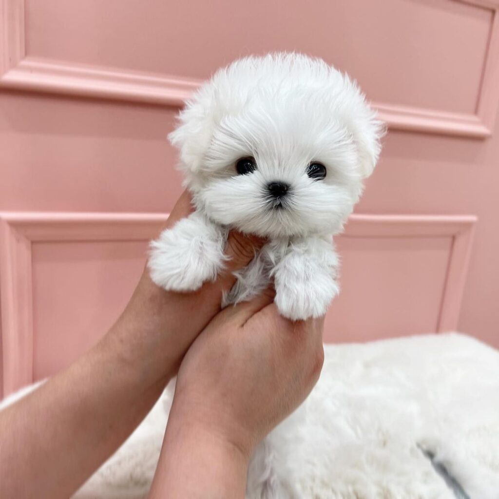 Maltese Puppy for sale in United States