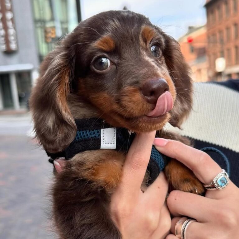 Dachshund Puppies for sale and adoption today in USA and Canada