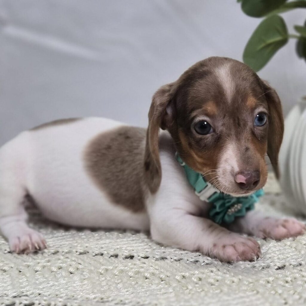 Dachshund Puppy for sale in USA Today