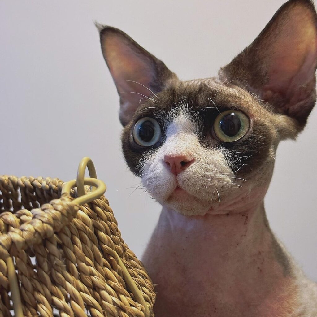 Devon rex Kitten For sale near usa