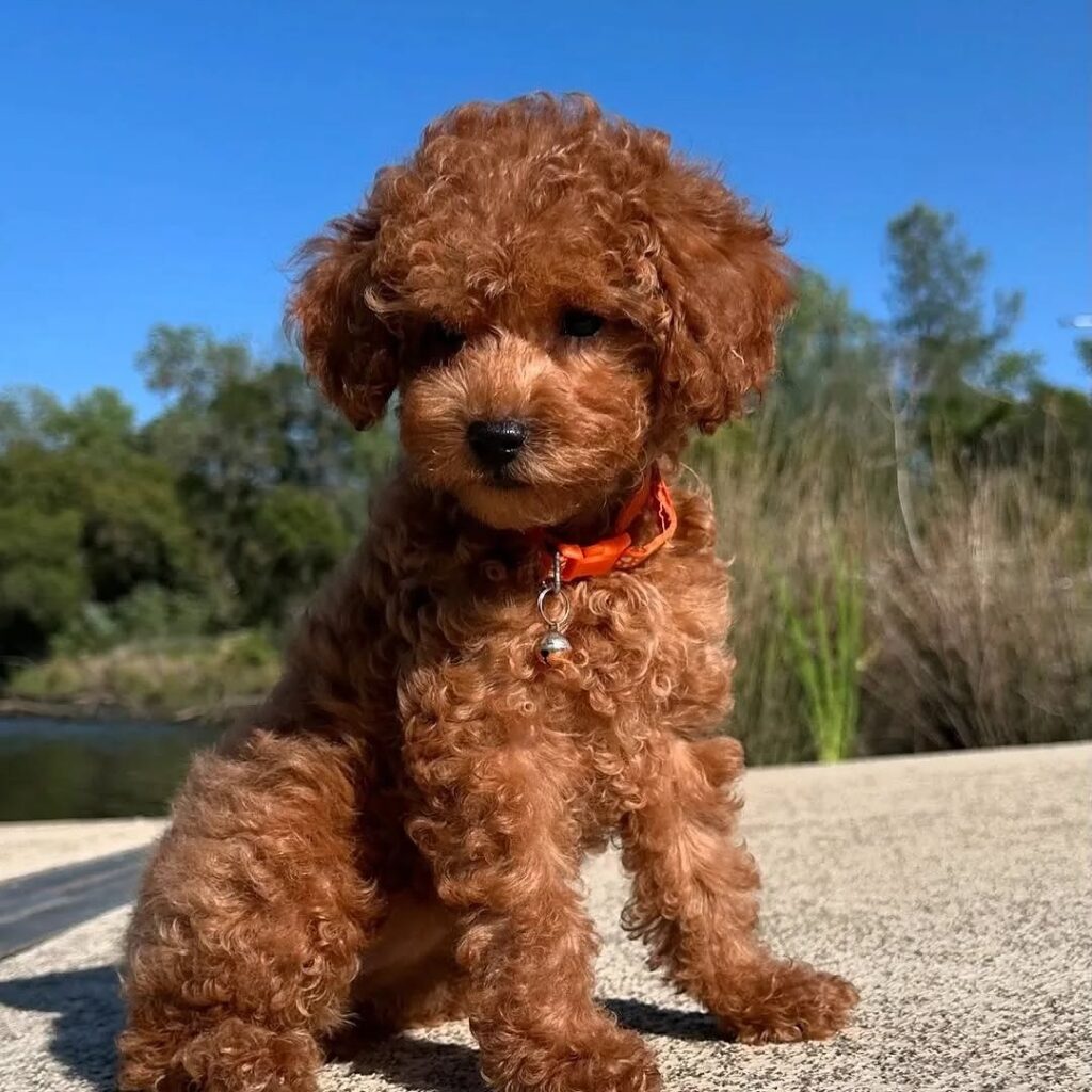 Doodle Puppy for adoption in USA Today