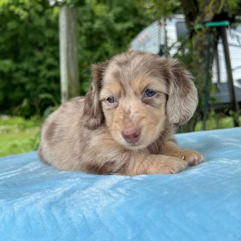 Female-dachshund-puppy-for-sale-in-America and Canada