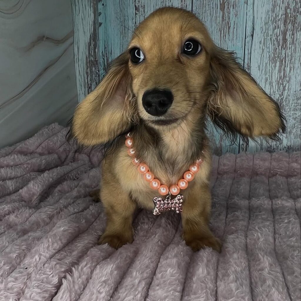 Female-dachshund-puppy-for-sale-in-america.