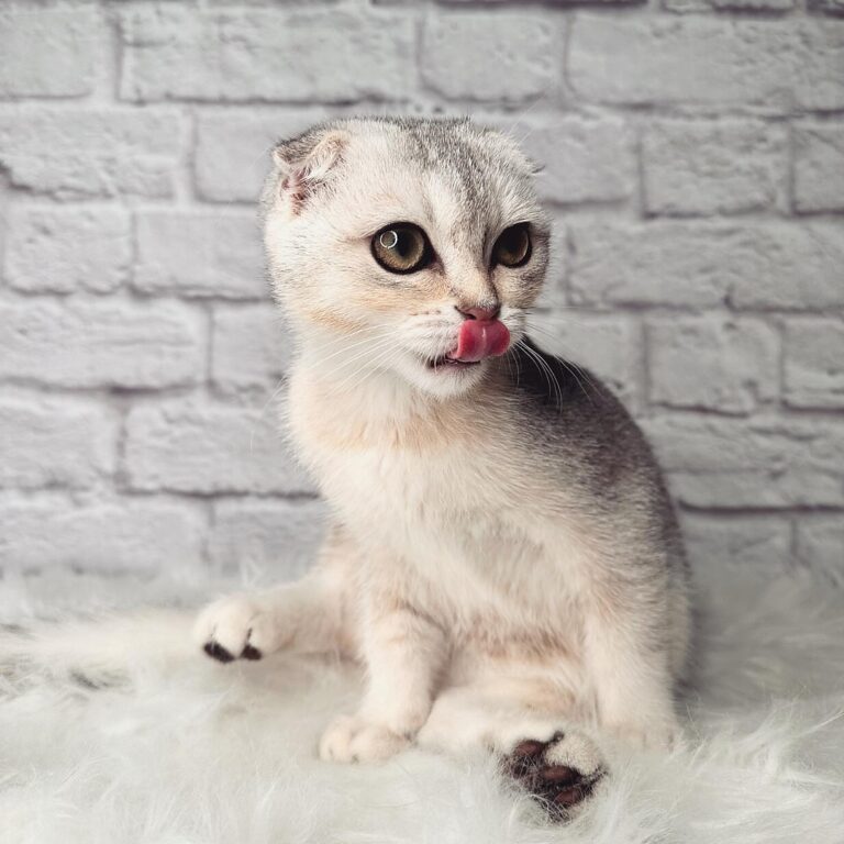 Abyssinian Kittens for Adoption Near Me