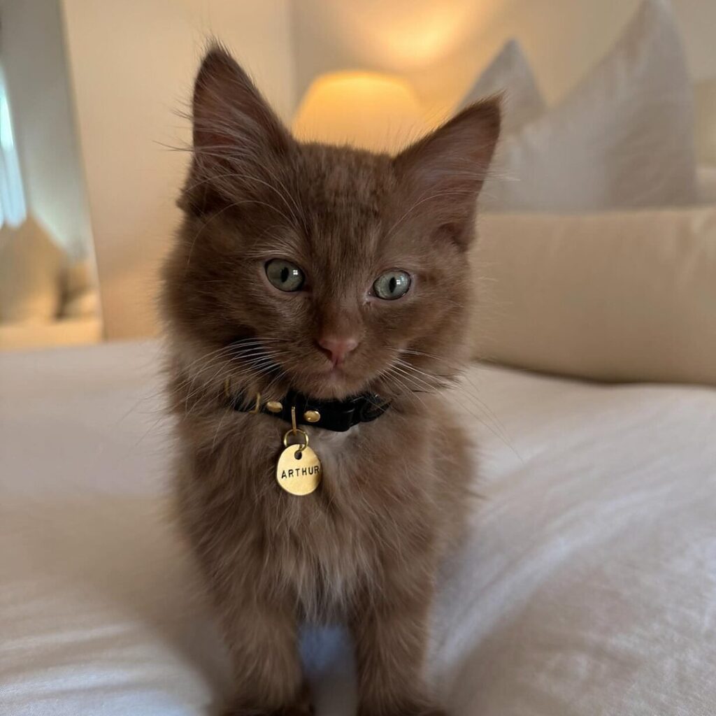 Kittens for adoption and rehoming in USA Near me