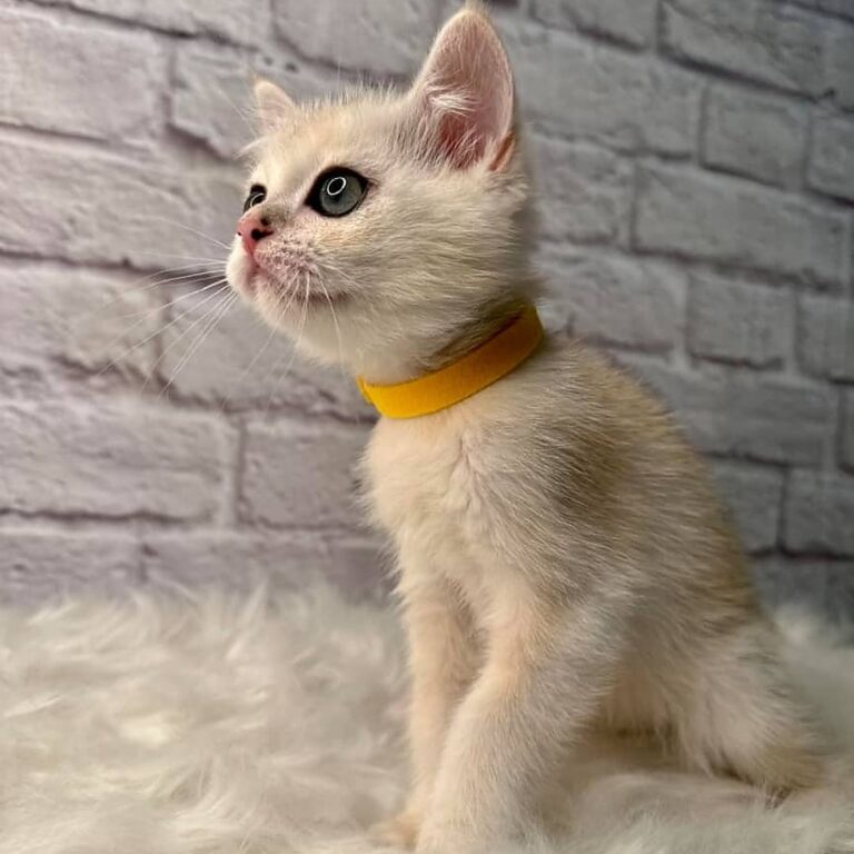 Kittens for sale near me