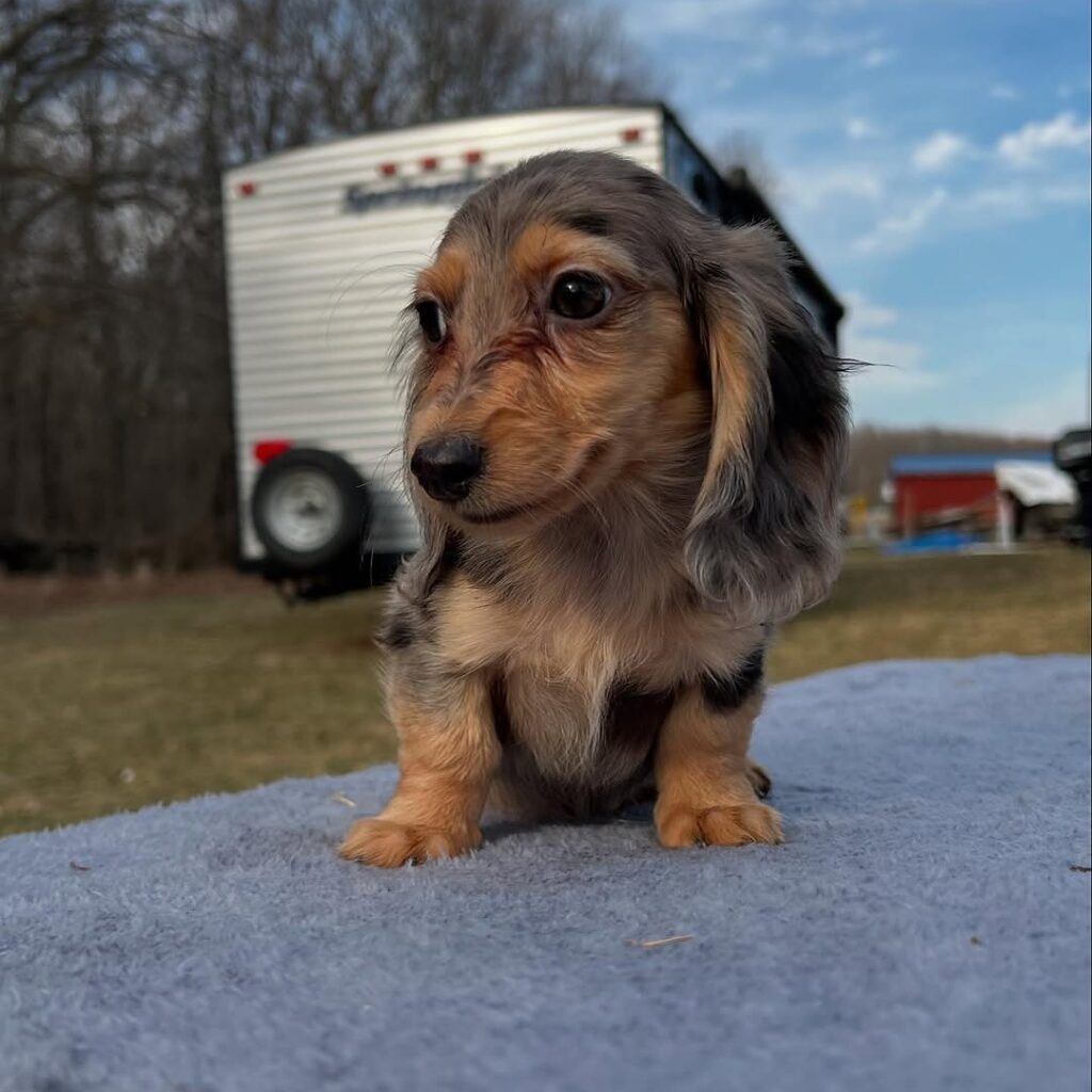Madi Male dachshund Puppie in USA