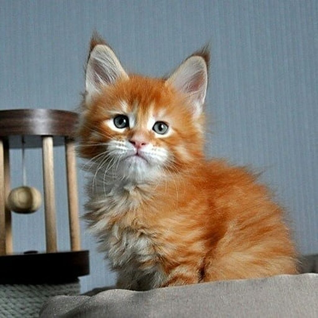 Maine coon kitten USA