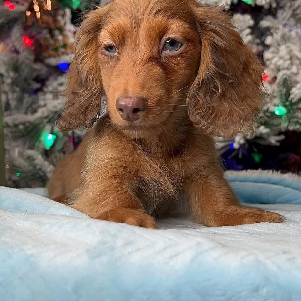 Sony-Dachshund-Male (2