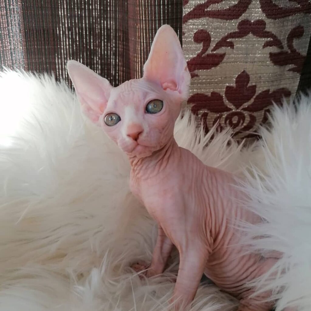 Sphynx kitten near me