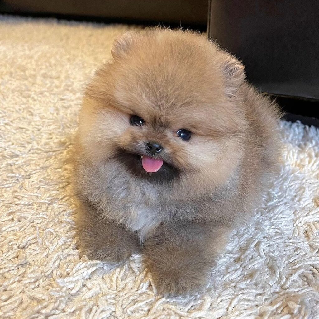 Teacup Pomeranian puppy adoption near usa