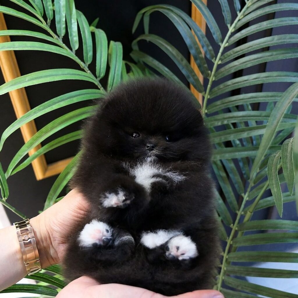 Teacup Pomeranian puppy adoption near Texas