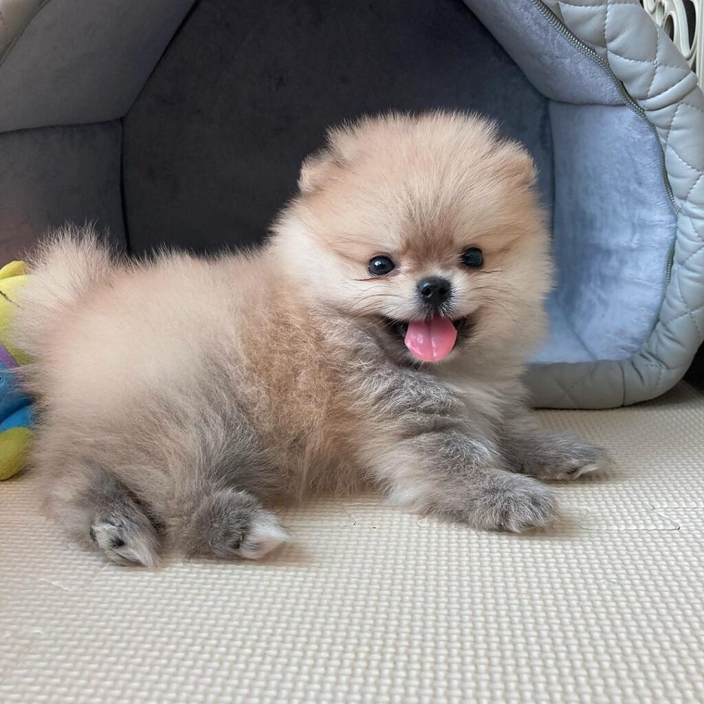 Pomeranian puppy adoption near usa