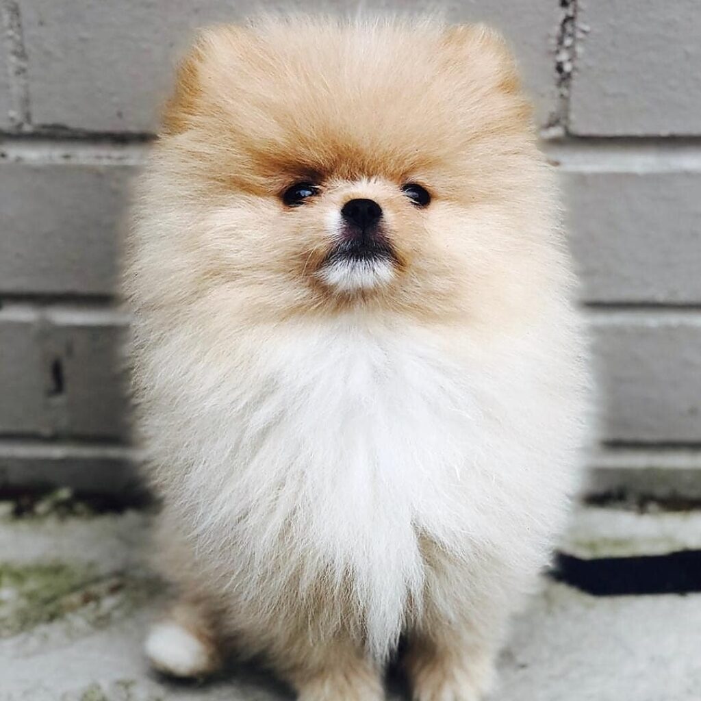 Teacup Pomeranian puppy near Florida