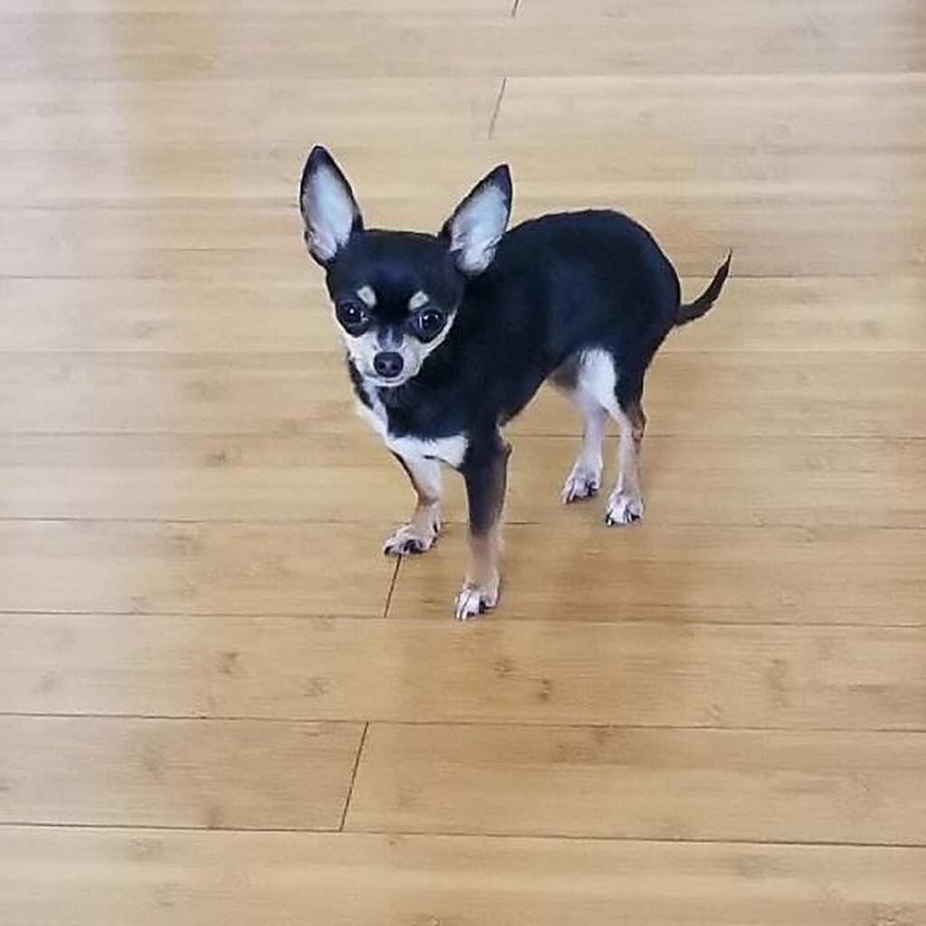 Teacup chihuahua puppy for adoption near me