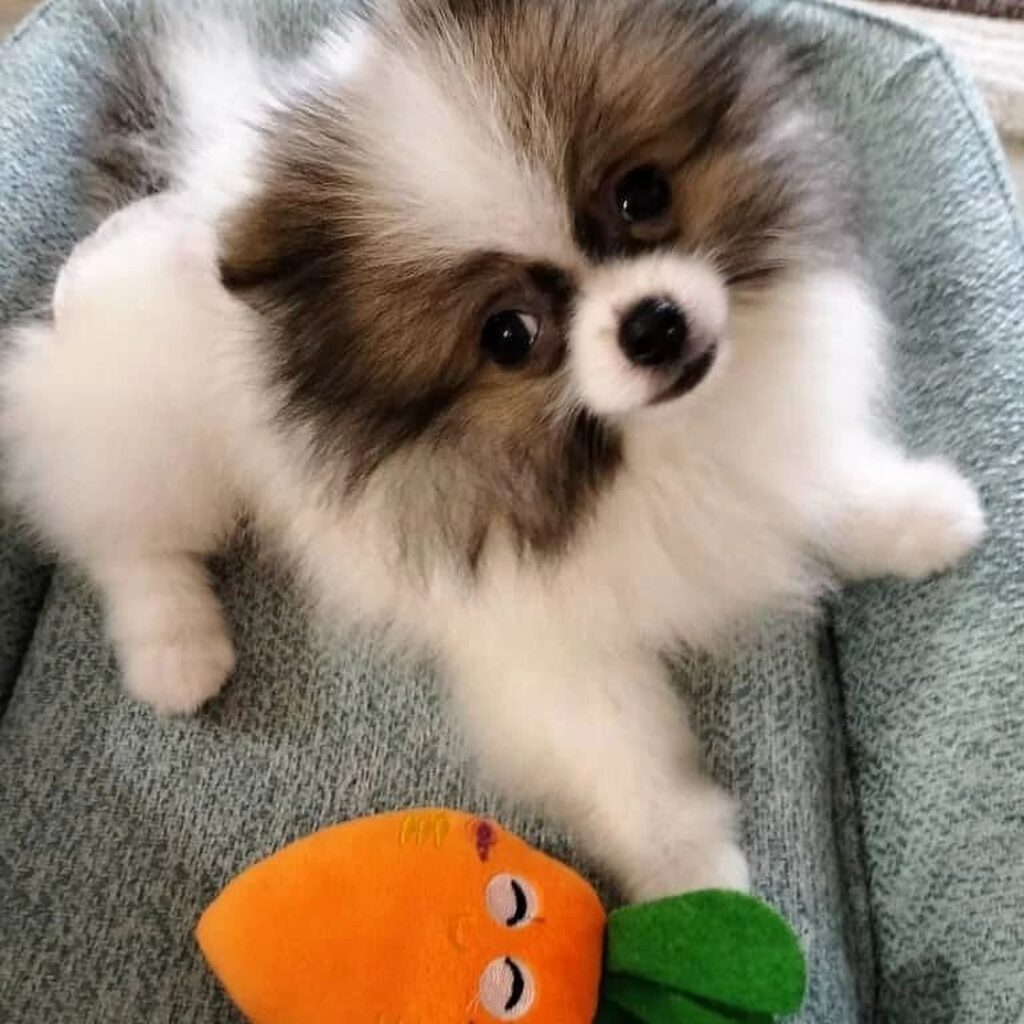 Teacup puppy for adoption Florida