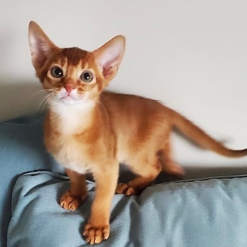 abyssinian kittens for adoption near USA