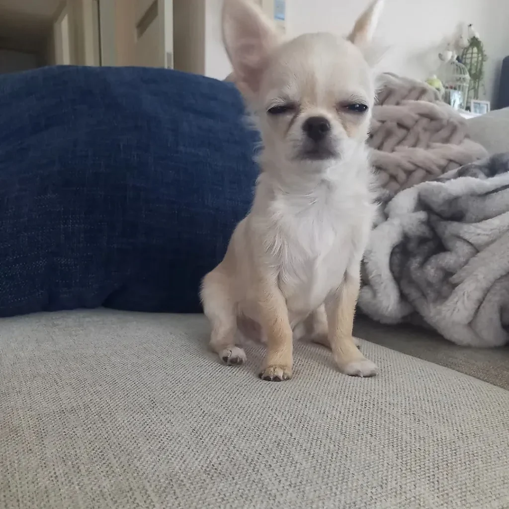 Teacup chihuahua puppy for adoption near me