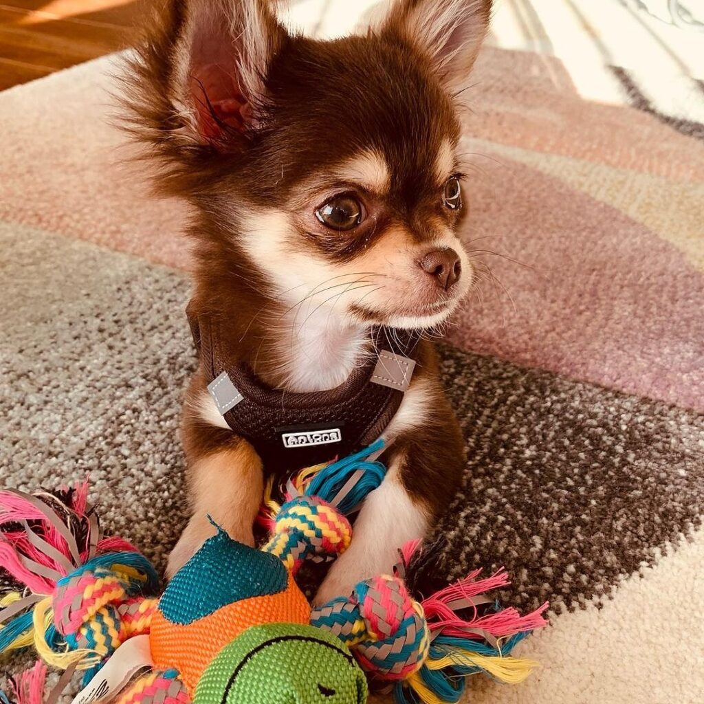 chihuahua-puppy-for-sale-in-usa