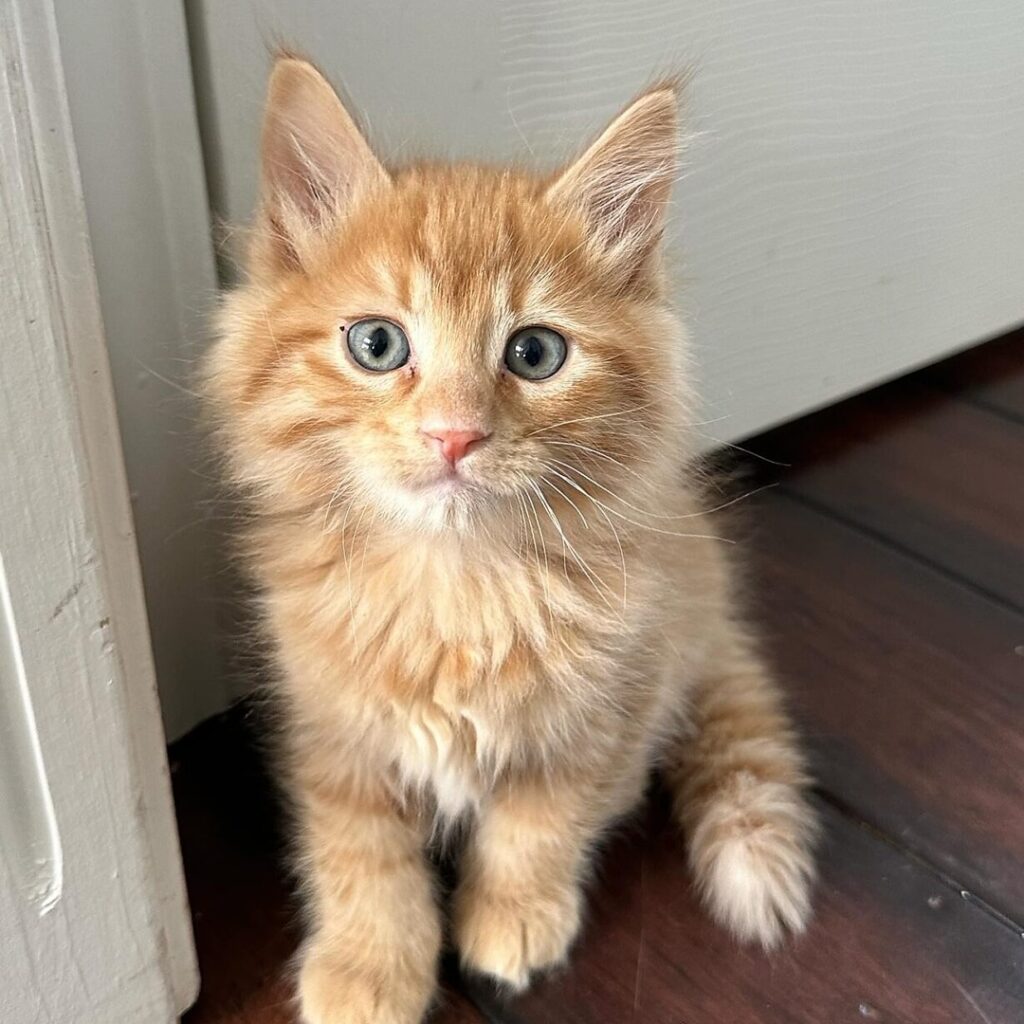 how to rehome or adopt a cat or kitten in usa