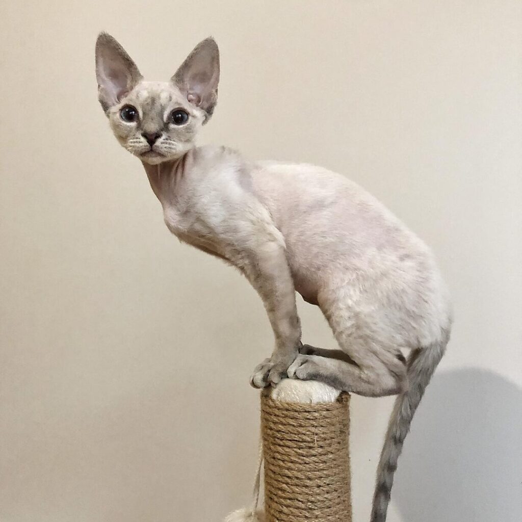 Devon rex Kitten For sale near usa