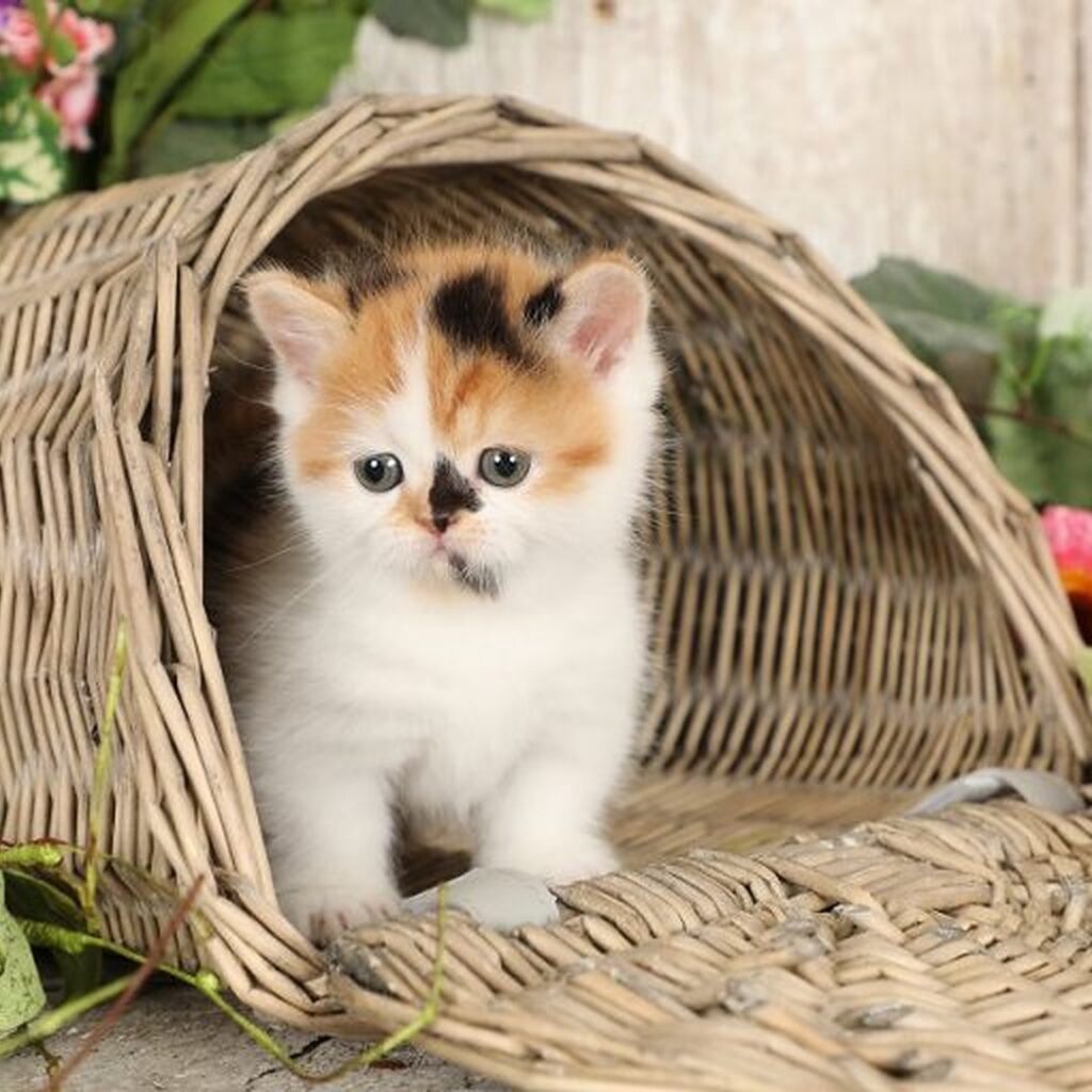 how to rehome or adopt a cat or kitten in usa