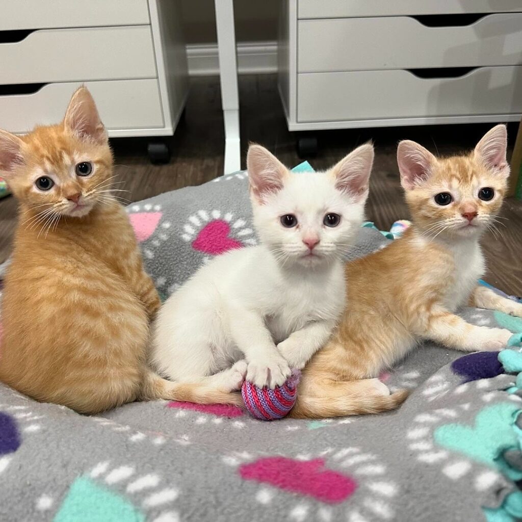 how to rehome or adopt a cat or kitten in usa