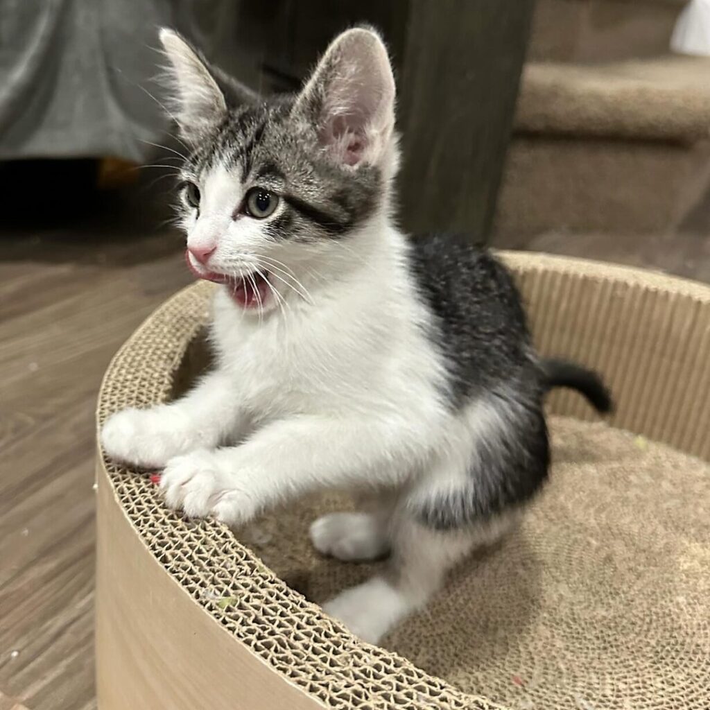 how to rehome or adopt a cat or kitten