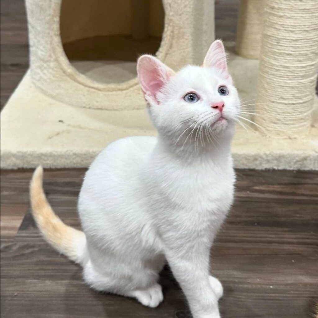 how to rehome or adopt a cat or kitten