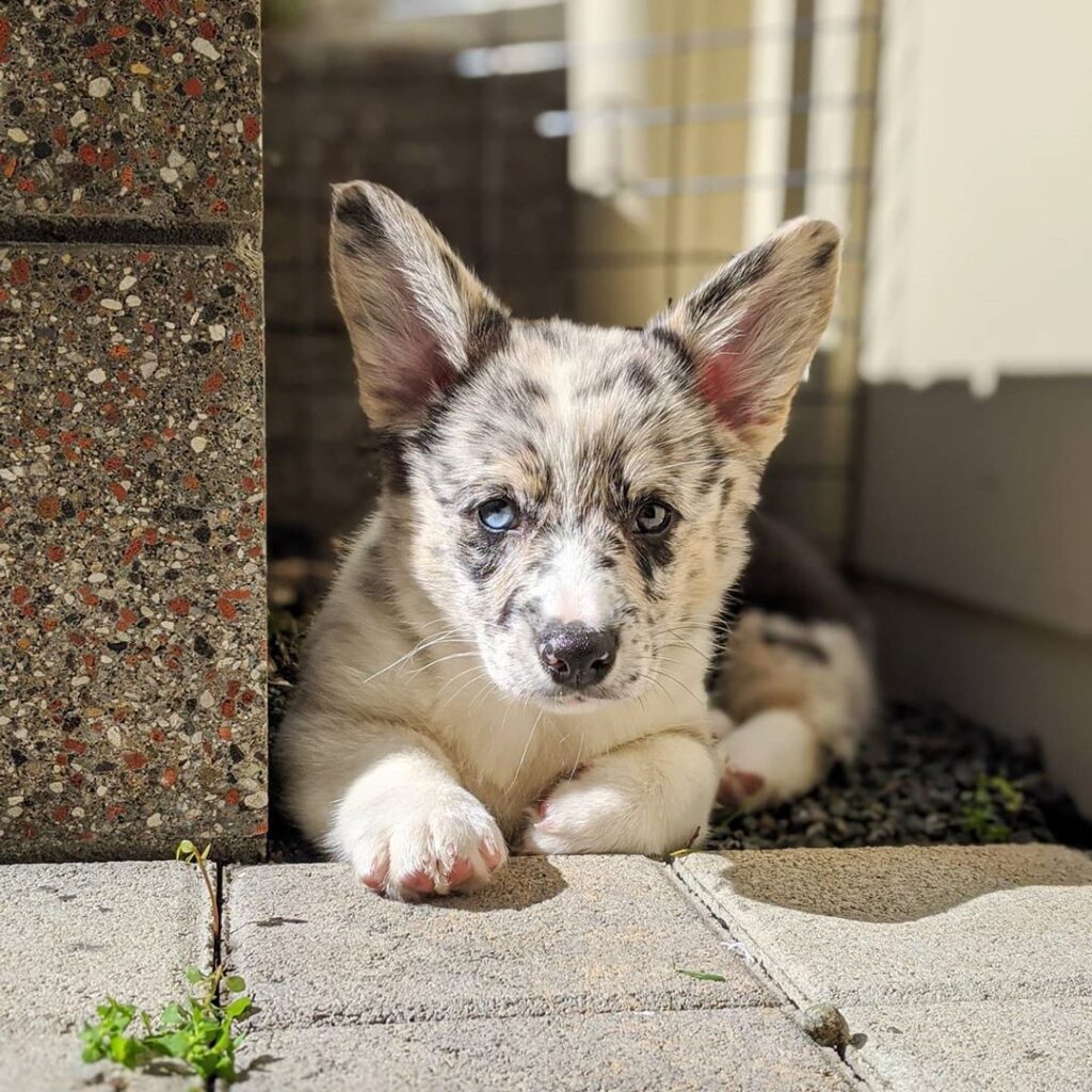 Corgi Puppy For Sale Near Me