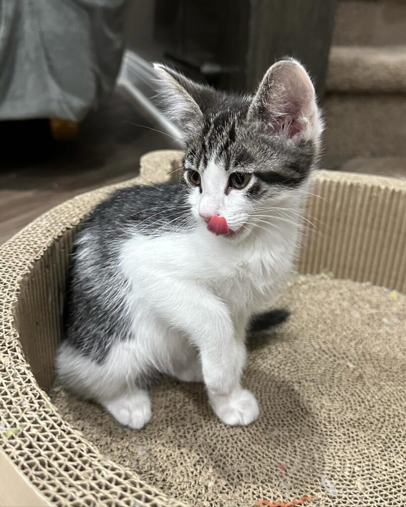 Maine Coon Kitten for Adoption Near Me