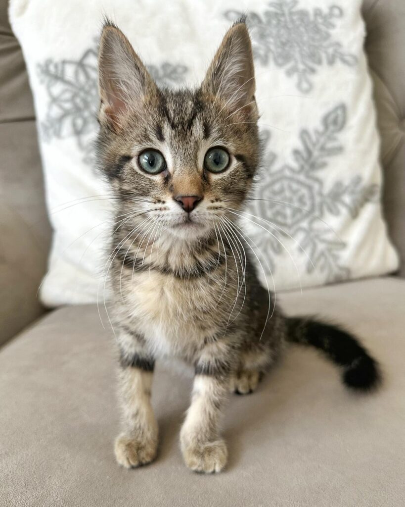 Maine Coon Kitten for Adoption United States