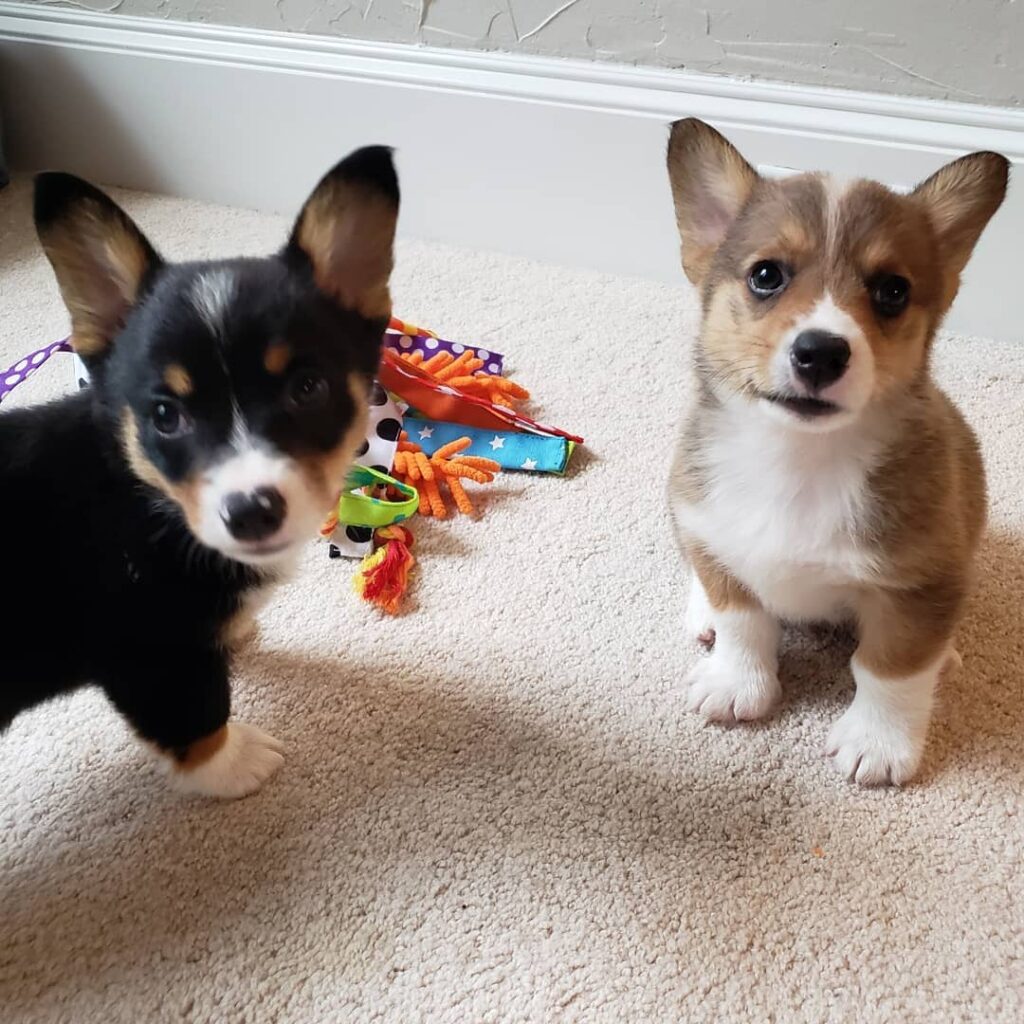Corgi Puppies Near Me for Sale