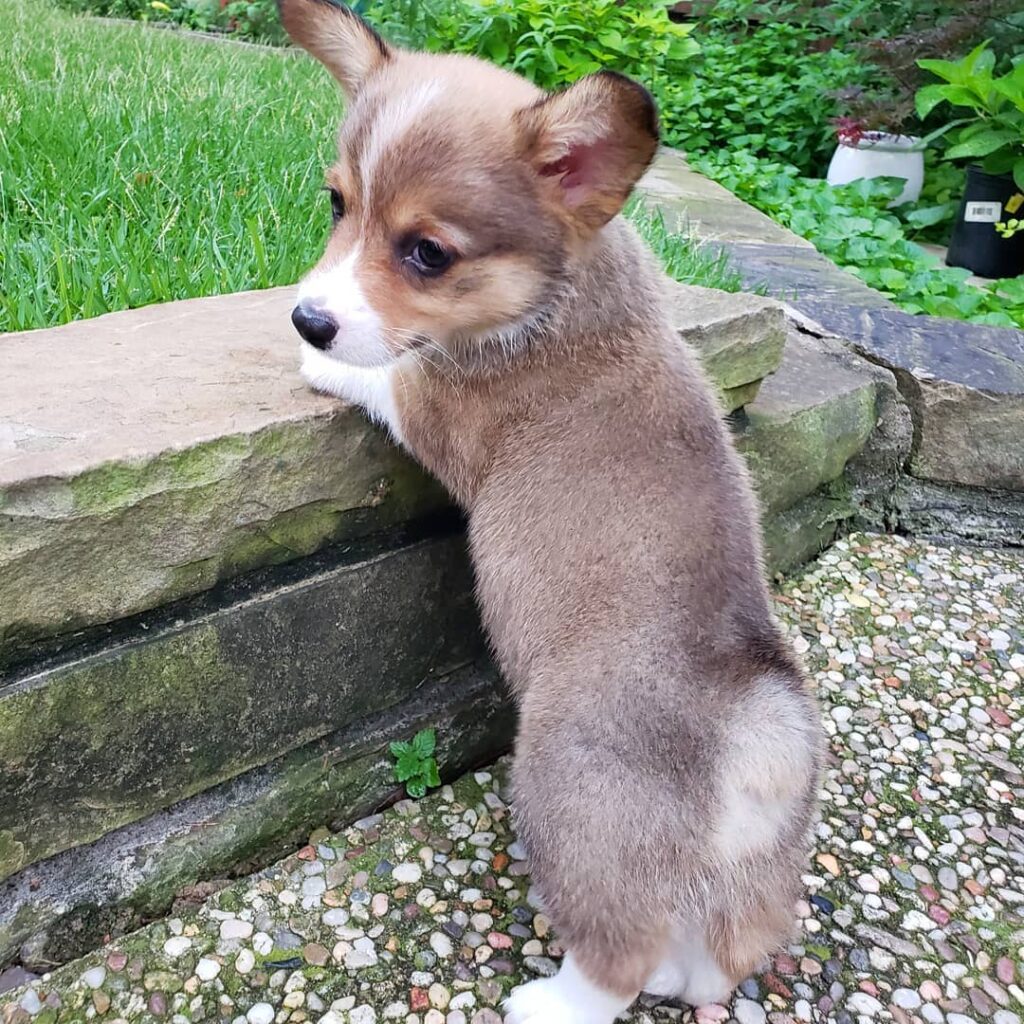 Corgi Puppies Near Me for Sale
