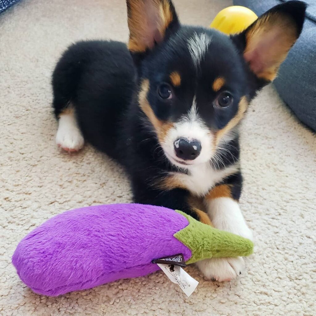Corgi Puppies Near Me for Sale