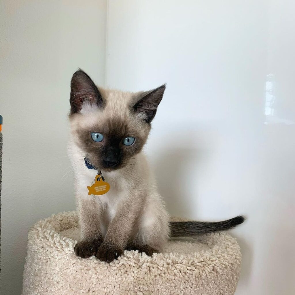 Siamese Kittens for sale and adoption Near Me