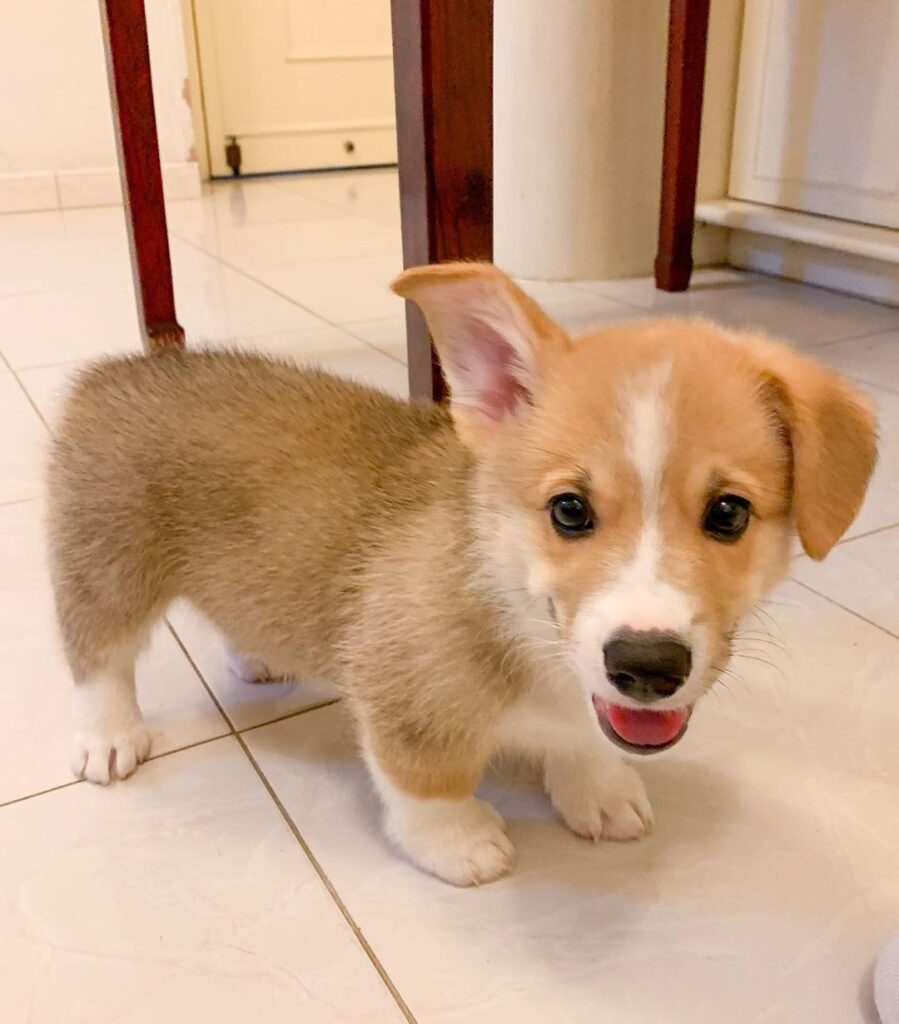 Corgi Puppy Rehoming and Adoption