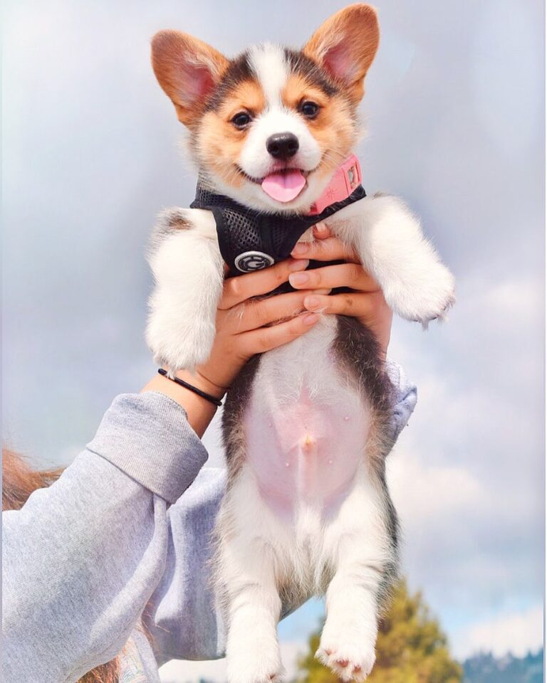 Corgi Male Puppy Near Me for Sale