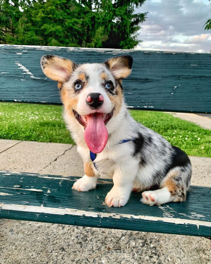 Pembroke Welsh Corgi Dog Breed Information