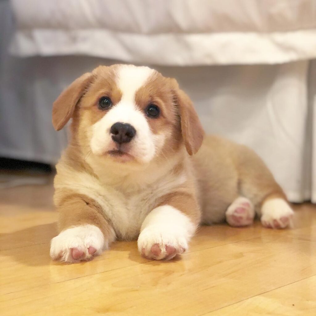 Corgi Male Puppy Near Me for Sale