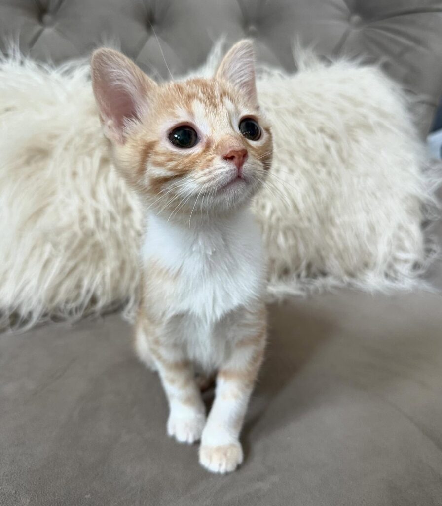 Maine Coon Kitten for Adoption Near Me