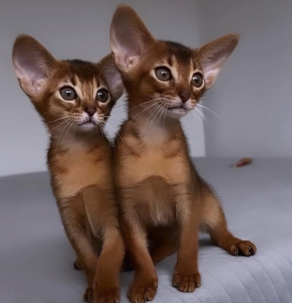 Abyssinian Kittens for Adoption Near Me