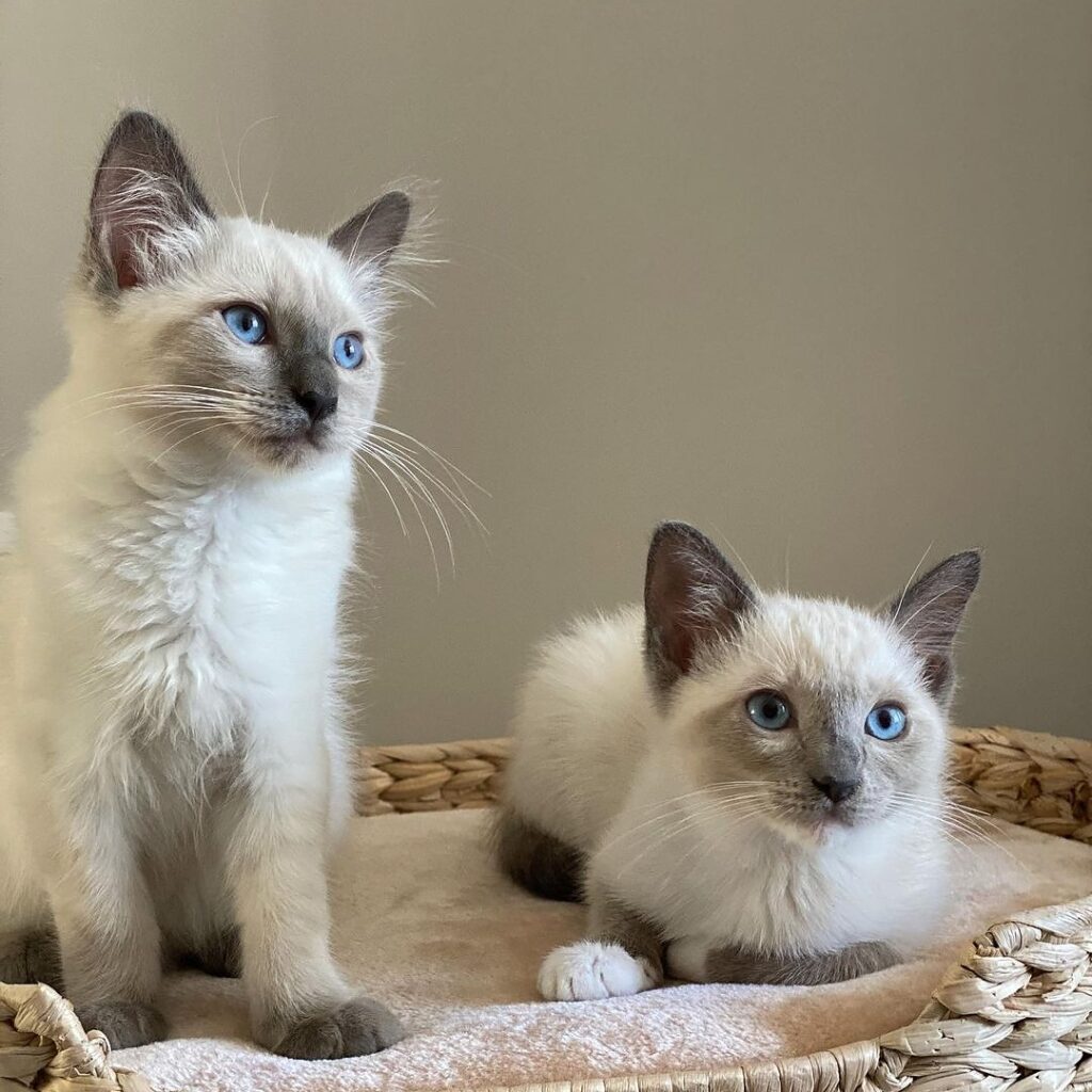 Siamese Kittens for sale and adoption Near Me